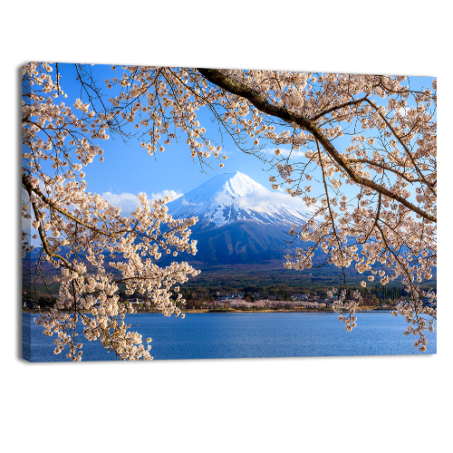Fuji and Cherry Blossom