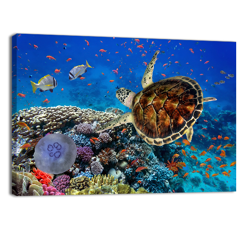 Coral Reff and Sea turtle