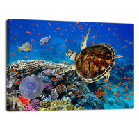 Coral Reff and Sea turtle