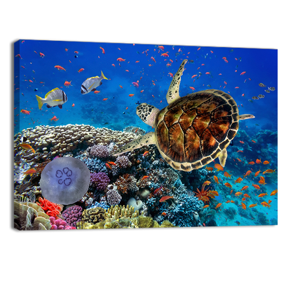 Coral Reff and Sea turtle