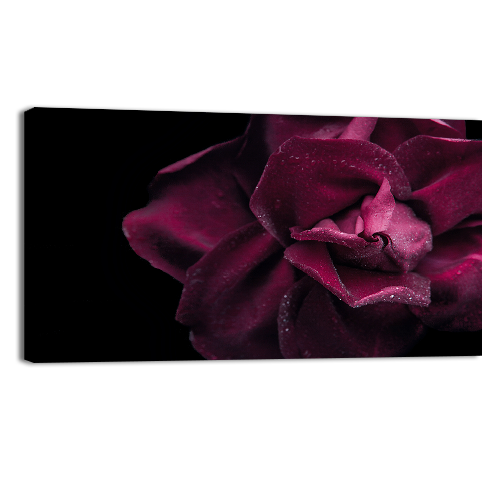 Dark red rose