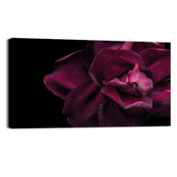 Dark red rose