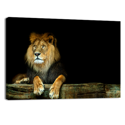 Lion Sitting on a Rock