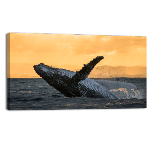 Humpback jump
