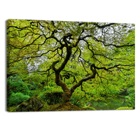 Old Japanese Maple