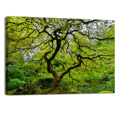 Old Japanese Maple