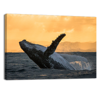 Humpback jump