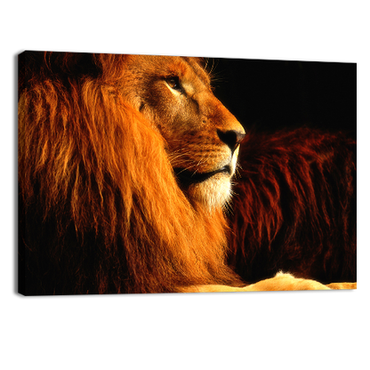 Lion in the dark