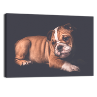 Portrait of English Bulldo