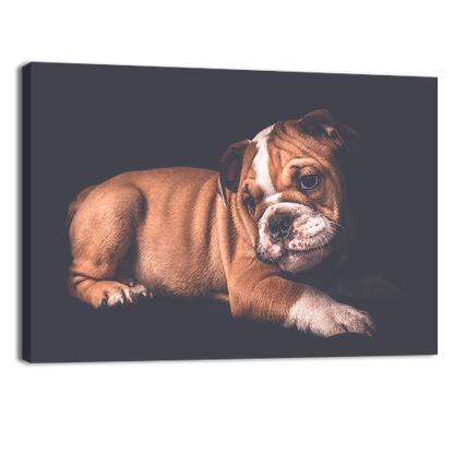 Portrait of English Bulldo