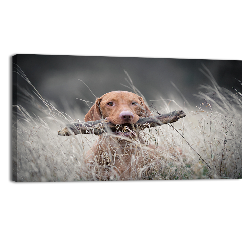 Hungarian Hound Dog