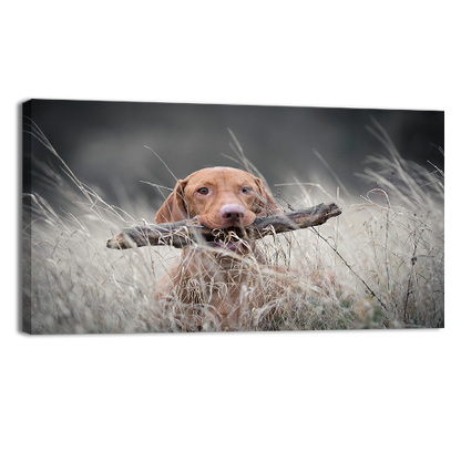 Hungarian Hound Dog