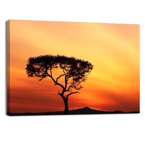 Sunset in a Tree