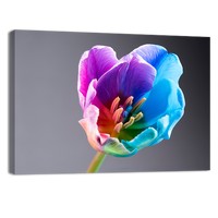 Multi coloured