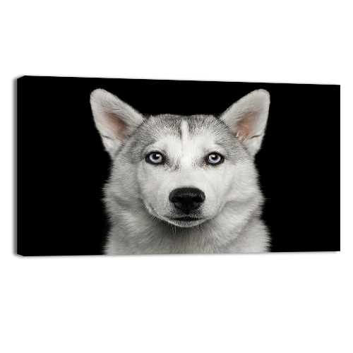 Husky in Black