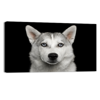 Husky in Black