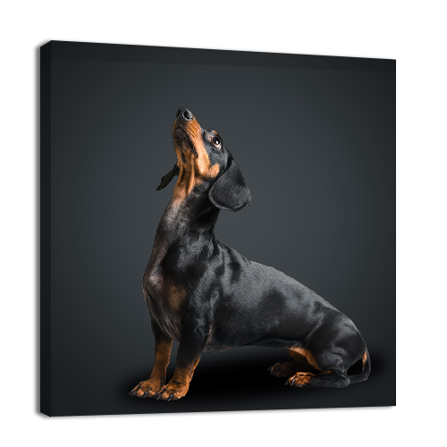 Dachshund Dog looks Up