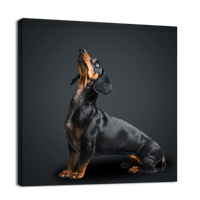 Dachshund Dog looks Up