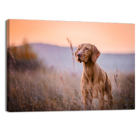Hungarian vizsla Portrait