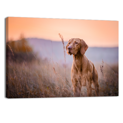 Hungarian vizsla Portrait