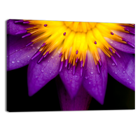 Purple lotus