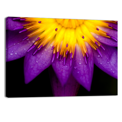 Purple lotus