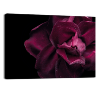 Dark red rose