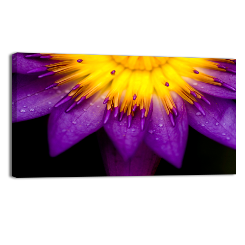 Purple lotus