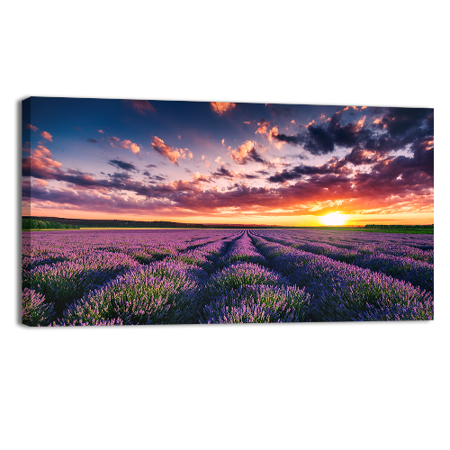 Blooming Lavander