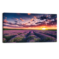 Blooming Lavander