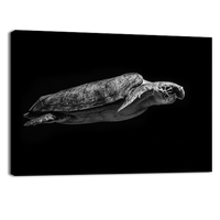 Sea Turtle Swimming in the Sea
