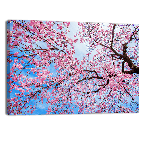 Sakura Season in Spring