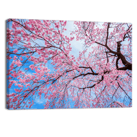 Sakura Season in Spring