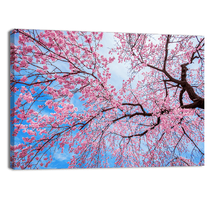 Sakura Season in Spring