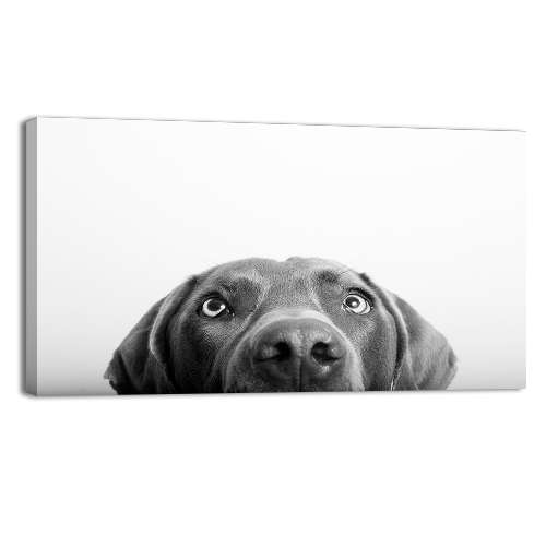 Curious Dog
