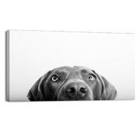 Curious Dog