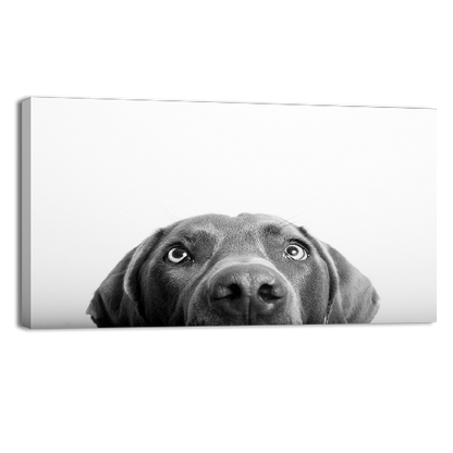 Curious Dog
