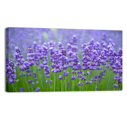 Meadow of lavander