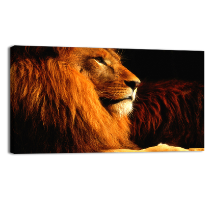 Lion in the dark