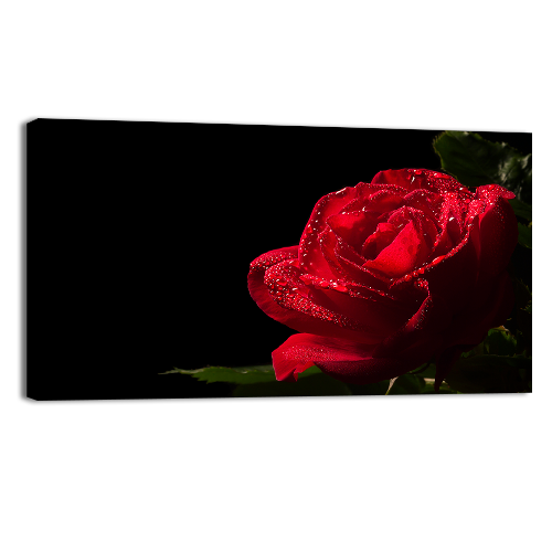 Red Rose Flower