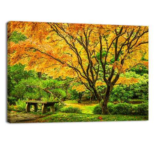 Japanese Maple Fall