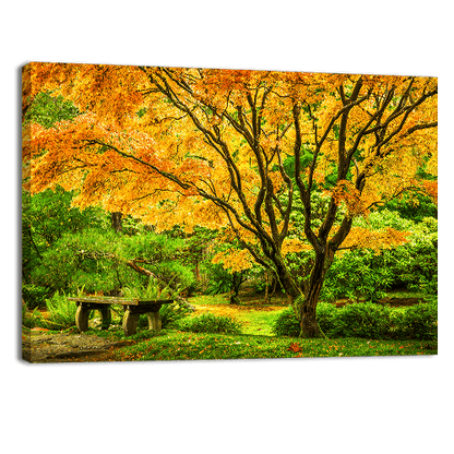 Japanese Maple Fall