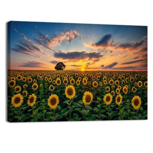 Field of Blooming Sunflowers