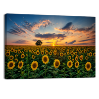Field of Blooming Sunflowers