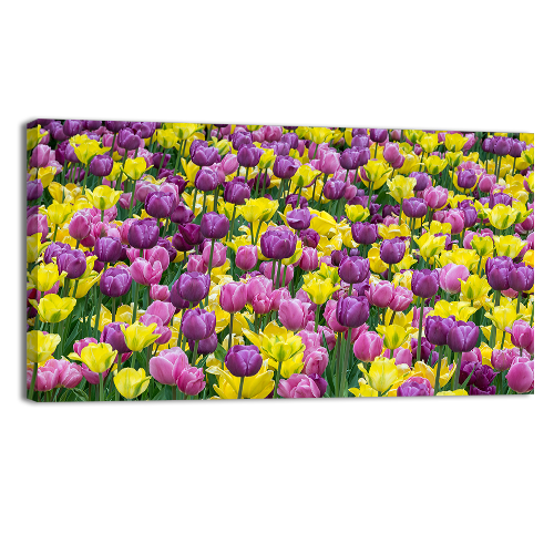 Bed of tulips