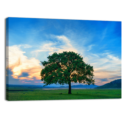 Beautiful and Old Oak