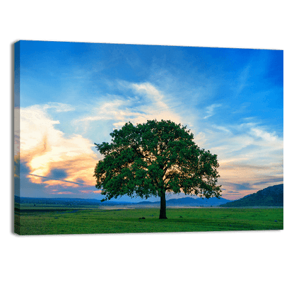Beautiful and Old Oak