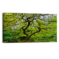 Old Japanese Maple