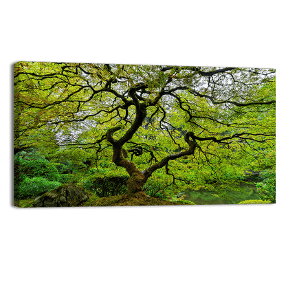 Old Japanese Maple