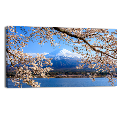 Fuji and Cherry Blossom